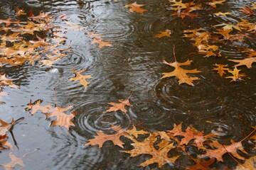 Fallen Orange Leaves Lay on the Shiny Wet Black Cement of a Parking Lot in a Residential Neighborhood Pelted by Raindrops during an October Shower