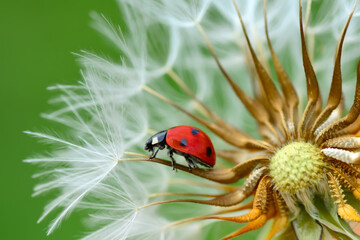 Beautiful ladybug on leaf defocused background