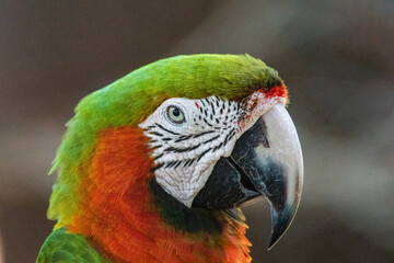 Parrot