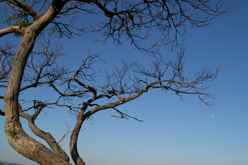 tree in the sky