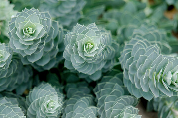 Obraz premium Green succulents closeup in pots