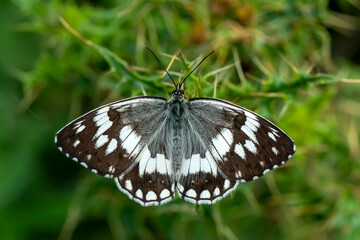 Macro shots, Beautiful nature scene. Closeup beautiful butterfly sitting on the flower in a summer garden.