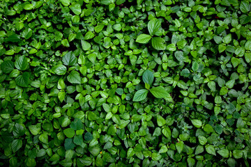 green leaves background