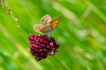 Macro shots, Beautiful nature scene. Closeup beautiful butterfly sitting on the flower in a summer garden.