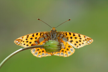 Macro shots, Beautiful nature scene. Closeup beautiful butterfly sitting on the flower in a summer garden.