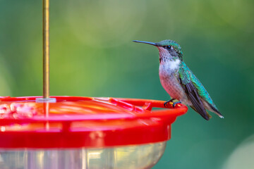 A young male ruby-throated hummingbird on a red feeder