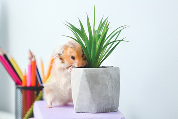 Curious funny hamster near houseplant on table