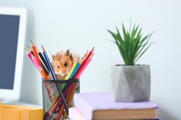 Curious funny hamster on table
