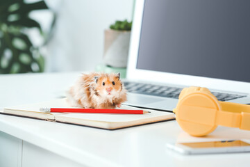 Curious funny hamster on table