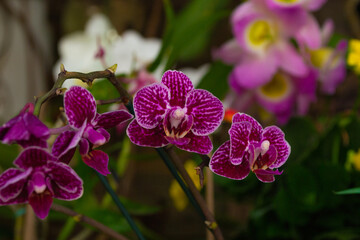 purple orchid flower