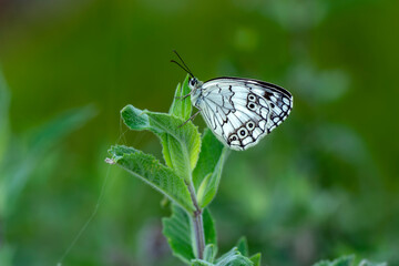 Macro shots, Beautiful nature scene. Closeup beautiful butterfly sitting on the flower in a summer garden.