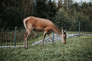 The roe-deer eat a grass.