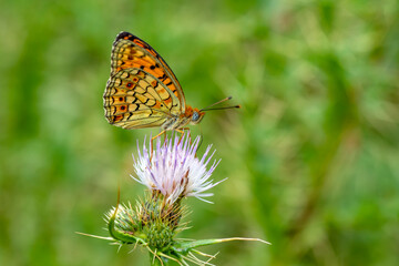 Macro shots, Beautiful nature scene. Closeup beautiful butterfly sitting on the flower in a summer garden.