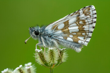 Macro Photography of Moth on Twig of Plant.
