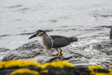Black-Crowned Night Heron