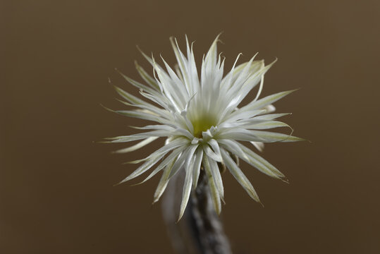 Flor de un cactus que solo florece en la noche