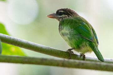 White-cheeked Barbet