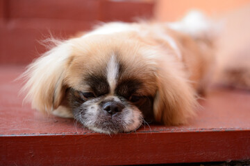 Perro Pekinés