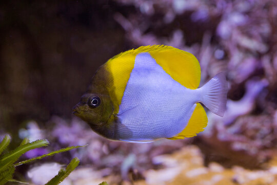 The Pyramid Butterflyfish (Hemitaurichthys Polylepis).