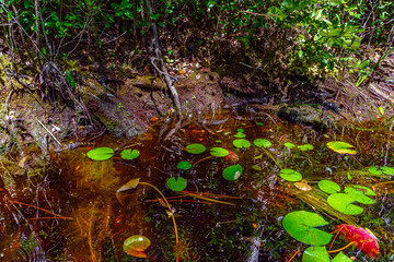 American Alligator babies at Okefenokee Swamp Park, South Georgia.