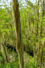 Forest swamp land in Okefenokee Swamp Park, Southern Georgia.