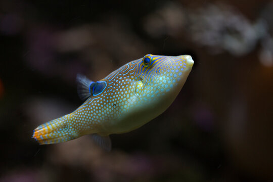 Compressed toby or fingerprint toby (Canthigaster compressa).