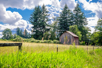 Obraz premium An old rickety wooden barn with peeling paint stands under tall trees at the edge of a green meadow with lush grass