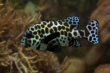 The Harlequin sweetlips (Plectorhinchus chaetodonoides).