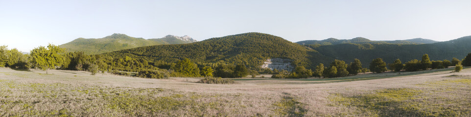 Beautiful panoramic shot of a forest