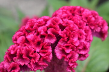 道端に咲くケイトウ