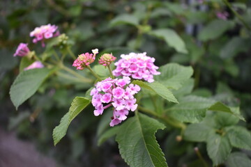 道端に咲くランタナ