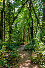 Fototapeta na wymiar Hiking trail in a wild forest climbs up the hillside