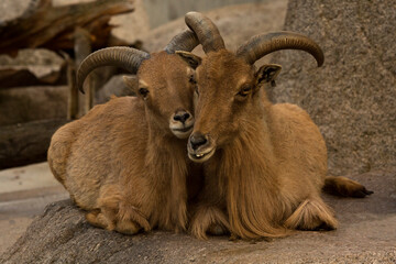The Barbary sheep (Ammotragus lervia).