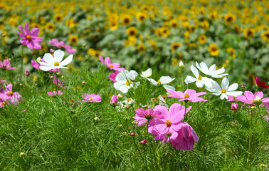明野のひまわり畑 コスモスとひまわり