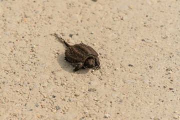 Newborn  snapping turtle. Natural scene from Wisconsin.