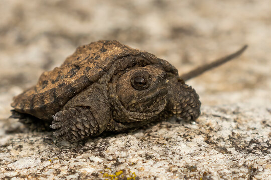 Newborn  snapping turtle. Natural scene from Wisconsin.