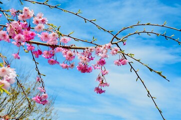 Pink cherry blossom in spring