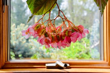 Gorgeous pink red Angel Wing Begonia flowers in full bloom, with the garden bokeh background. The...