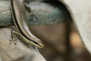 Lagartija 