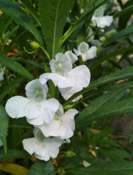 white flowers of a tree