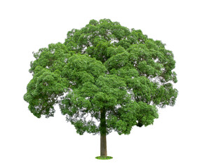 Fototapeta na wymiar isolated tree on White Background.Large trees database Botanical garden organization elements of Asian nature in Thailand, tropical trees isolated used for design, advertising and architecture.
