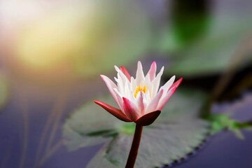lotus flower in the garden