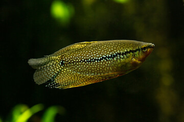 The pearl gourami (Trichopodus leerii).