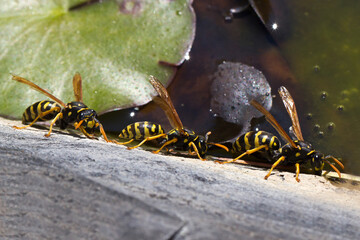 Closeup shot of bees on wood