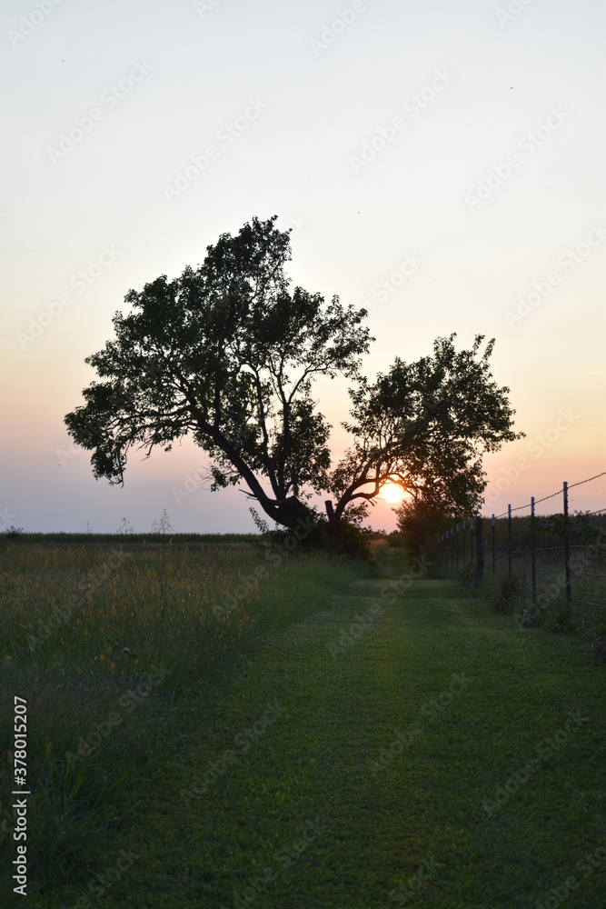 Sticker Tree Sunset