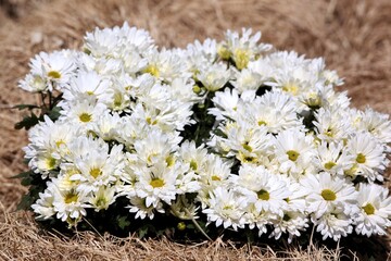 Obraz premium Flores sobre capim