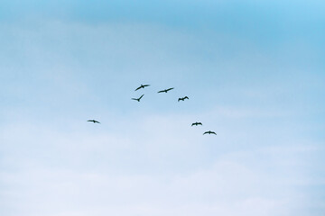 Flock of flying pelicans and beautiful blue sky background
