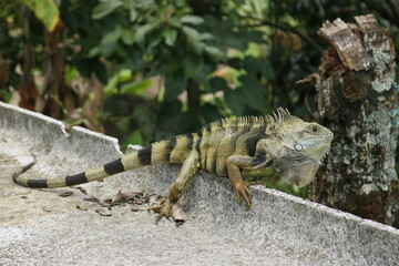 Iguana sexy