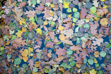 Autumn leaves on the surface of the water