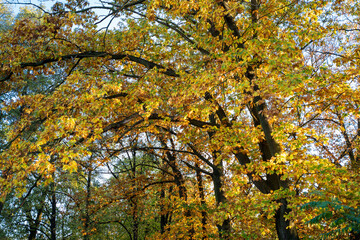 Autumn leaves on tree in sunny and windy day. Bright blue sky in background. Golden hour
